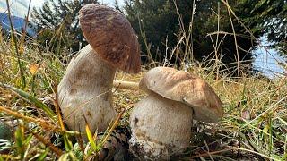 Il PROFUMO DEI FUNGHI PORCINI  14 ottobre 2024