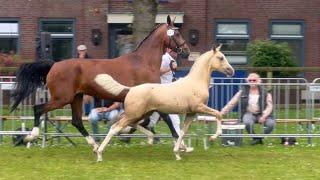 Gelders foals with beautiful fronts  - KWPN Dag van het Gelders paard 6 juli 2024