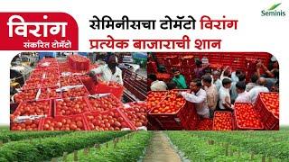 Seminis Virang: The Perfect Tomato Hybrid for Export Markets (Marathi) | Bayer