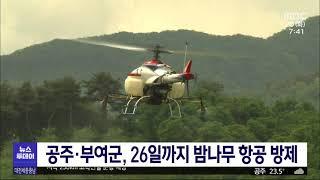 공주·부여 밤나무 항공 방제 시작/대전MBC