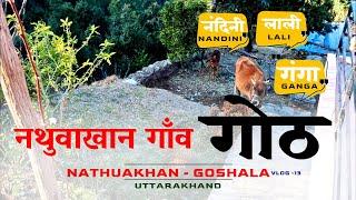 Nathuakhan - Goshala  | नथुवाखान का  गोठ - गौशाला  | Ramgarh, Nainital, Uttrakhand | CheckInNews