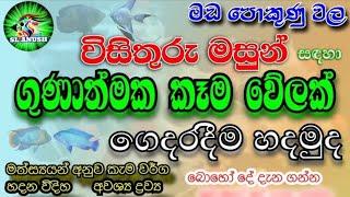 how to make a fish food at home | fish farm in sri lanka|sl anush |#foods | fish video