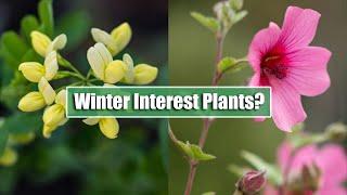 7 Perennials I Grow For Winter Interest in UK Zone 8 | Including A Plant That Flowers for 12 months