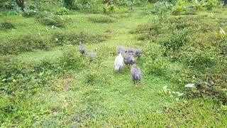 Pet | Guinea Fowl | Papskang