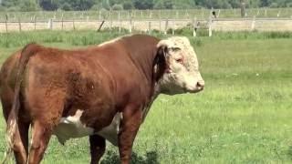 CHURCHILL LHF DOMINO 4141B ET a rising star at Chandler Herefords