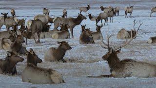 Mystery in Yellowstone: the Disappearance of the Elk