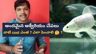 World Beautiful Fish Aquarium |  Small Beautiful Fishes for Aquarium | Telugu Vlog | Bobby Kanna