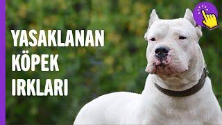 İşte yasaklanan 10 köpek ırkı! | Hayvanlar Alemi | Aklında olsun