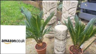 AMAZON BUYS, SAGO PALMS, TIKI HEADS, GETTING READY FOR SPRING ‍