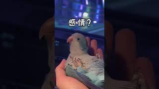 胖胖果然是个冷血没有感情的鸟子#小鸟互动 #搞笑 #pets #birds #parrot #animals #cute #funny #治愈#shorts