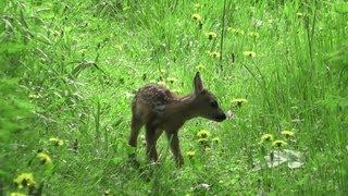 The very first day of a Fawn - Rehkitz erster Lebenstag (Capreolus capreolus)