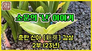 소운의 '난' 이야기-'23 춘란 신아감상 2부