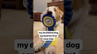 Aston earned his AKC Novice Trick Dog title in August 2022. #DeafBlindDog #TrickDog #Throwback