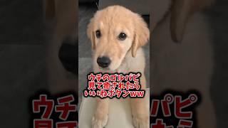 ウチのゴルパピ見て癒されたらいいねボタンwww#ゴールデンレトリバー #goldenretriever #ゴールデンレトリバー仔犬