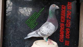 4) BEST OF GERMANY | HIGH QUALITY RACING PIGEONS OF CHAMPION KULBACKI |  RACING PIGEONS CENTER