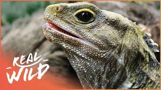 Tuatara: The Ancient Reptile That Outlived The Dinosaurs | Modern Dinosaur | Real Wild