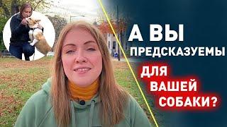 Главная ОШИБКА воспитания щенка. О чем не говорят кинологи?