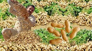 Peanut Harvesting  مونگ پھلی کی کاشت Complete Documentary