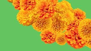 no copyright green screen effect flower