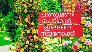 വളരെ ചിലവ് കുറഞ്ഞ അടിപൊളി Vertical garden idea||Low cost ideas||table roses