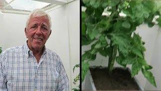 Trimming And Topping Tomatoes