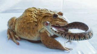 Asian Bullfrog Tries to Eat Big Snake And Scorpion! What to see?