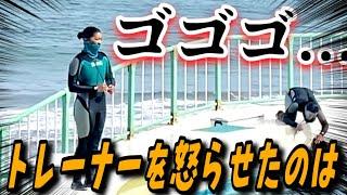 『実行犯ラビー 首謀者は...』   鴨川シーワールド　シャチ