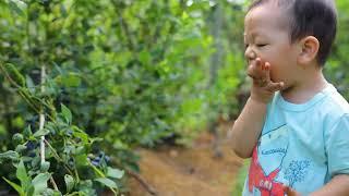 blueberry u-pick | 宝宝要吃疯了，竟然可以无限吃蓝莓！