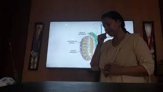 Anatomy of Testes