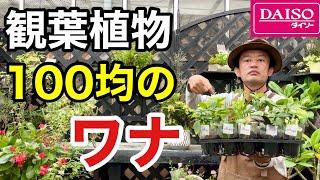 【これはダメ】100均の観葉植物をもりもりに育てる方法教えます　　　【カーメン君】【ダイソー】【ガーデニング】【初心者】