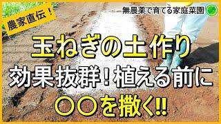 【玉ねぎ栽培】土作りが肝心！コレを撒けば病気に強くなります【有機農家直伝！無農薬で育てる家庭菜園】　24/9/14