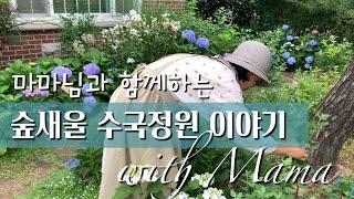 숲새울 수국정원 이야기/마마님과 함께/Hydrangea Garden