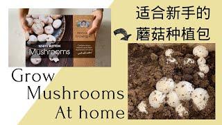 Grow mushrooms at home | mushroom grow kit