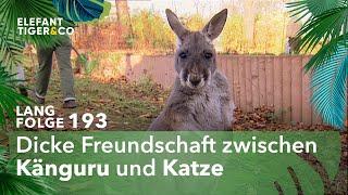 Schutzimpfung gegen Katzenschnupfen (Langfolge 193) | Elefant, Tiger & Co. | ARD