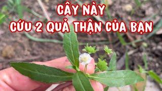 Cây này cứu 2 quả Thận của Bạn. PHAN HẢI Channel