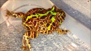 Ornate Horned Frog - Ceratophrys ornata (High-Red) takes a bath ;)