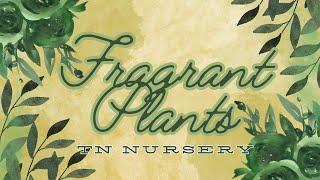 TN Nursery Fragrant Plants -: Where Fragrance Blooms