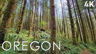 Oregon Rainforest Walk - No Talk, No Music, Just Nature. | 4K Virtual Hike