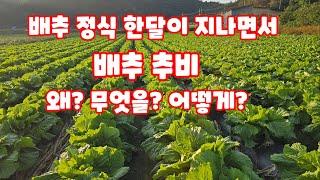 배추 정식 한달이 지나면서 추비 관련 제 개인의 생각 공유 nk18 24 30 유니칼슘 (배추재배방법)