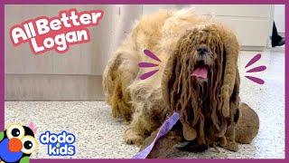 Dog With WAY Too Much Fur Gets The Biggest Haircut EVER!! | Dodo Kids | All Better