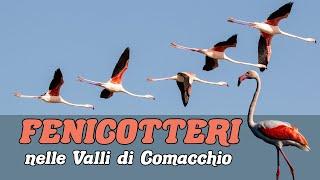  FENICOTTERI ROSA nelle Valli di Comacchio - Caratteristiche e Curiosità 