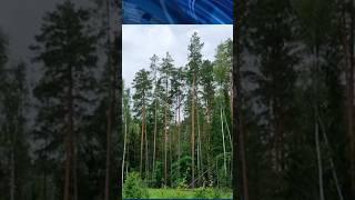 НА РЕЧИЦКОМ РАЙОНЕ НЕЗАКОННО ВЫРУБАЛИ ДЕРЕВЬЯ #гомель #новости #беларусь