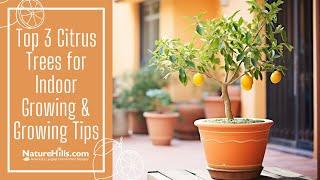 Top 3 Citrus for Indoor Growing & Growing Tips | NatureHills.com