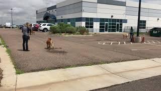 Three Leash Aggressive Dogs Recalling Away from Each Other