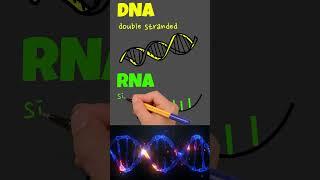 DNA vs RNA | 3 Main Differences