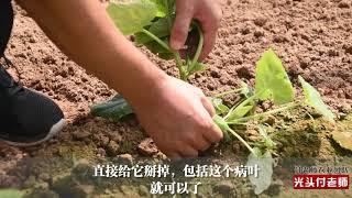 Picking leaves at the seedling stage of cucumber