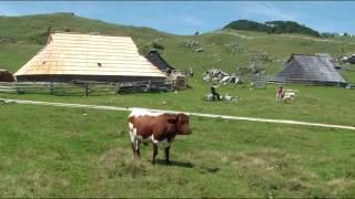 Velika planina-14.8.2011