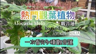 熱門觀葉植物｜多種觀音蓮一次看｜觀音蓮Alocasia｜居家植物｜植物See