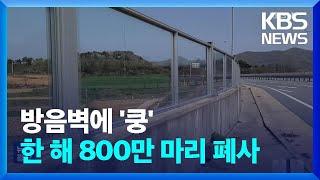 방음벽 부딪힌 새 떼죽음…한 해 800만 마리 폐사 / KBS  2024.08.23.