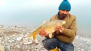 zil uçuran merada gelen büyük balık#fishing #carpfishing #carp #fish #camping #balık  #doğa #aynalı